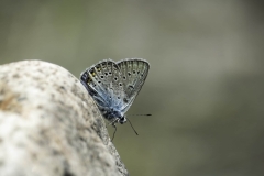 Come-with-Me-Great-Baikal-Trek-Bolshiye-Koty-scaled